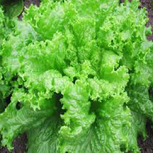 LETTUCE Seeds, Black Seeded Simpson