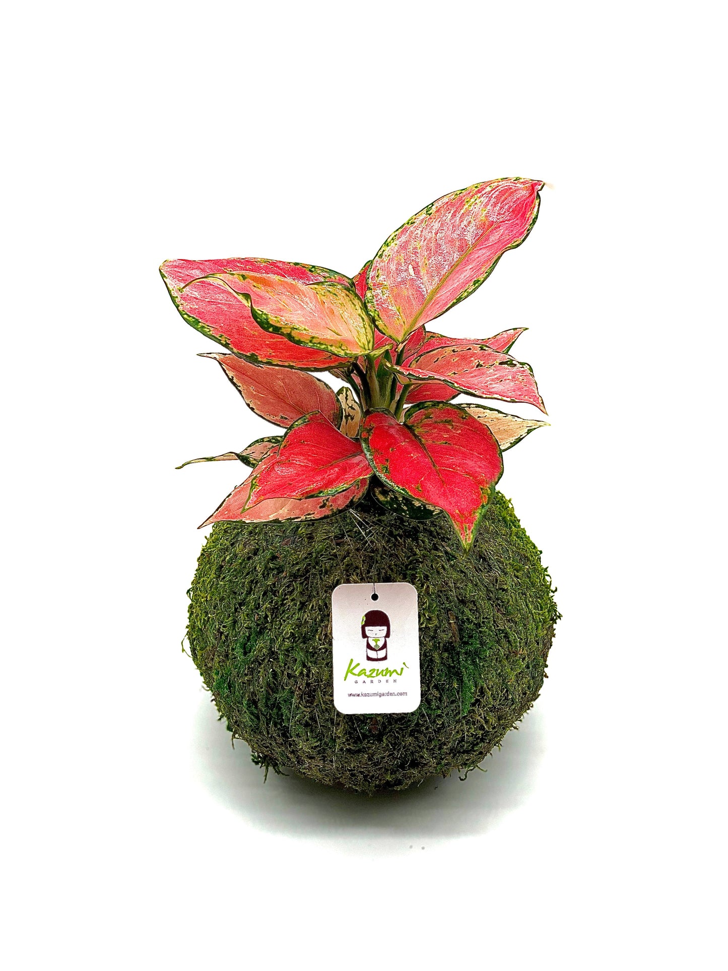 Aglaonema Pink | Moss Ball Kokedamas