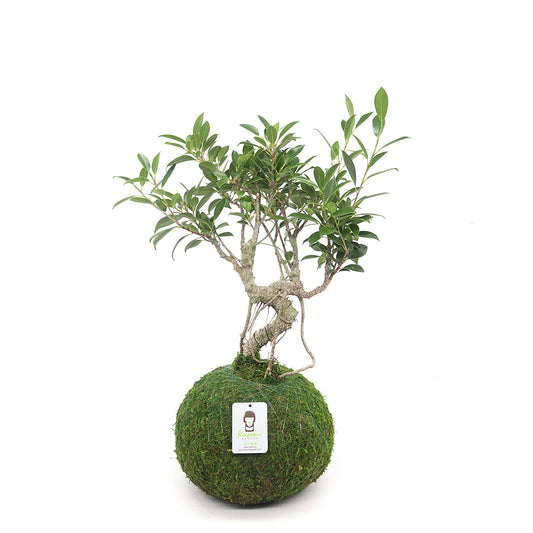 Bonsai Ficus Retusa | Moss Ball Kokedamas