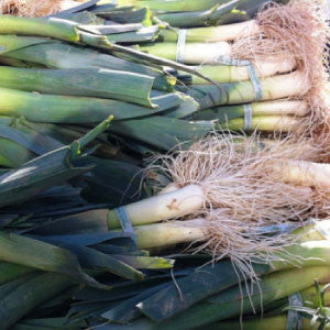 LEEK Seeds, American Flag