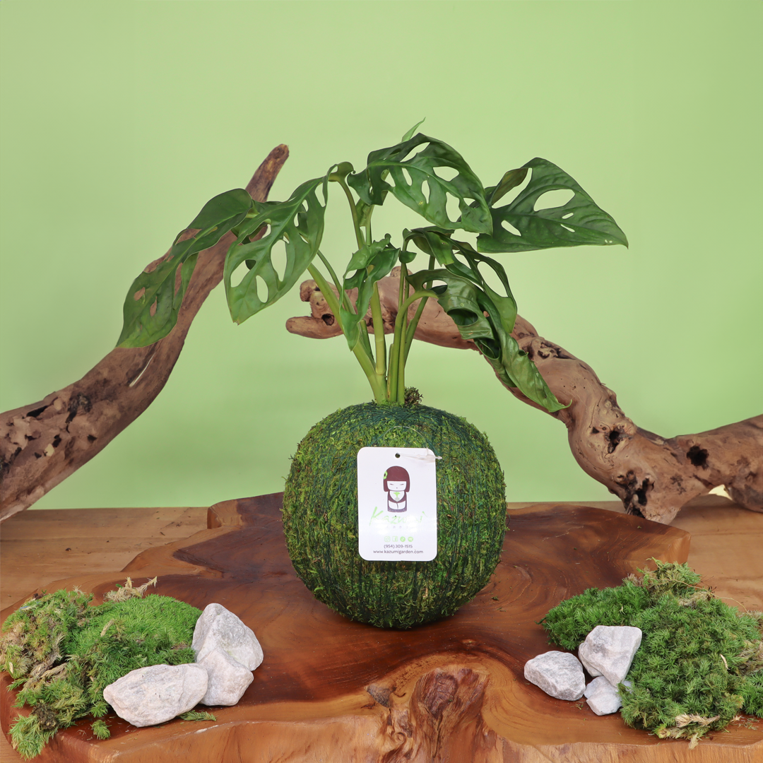 Monstera Swiss Cheese | Moss Ball Kokedama