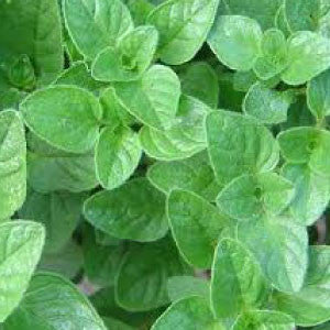 OREGANO Seeds