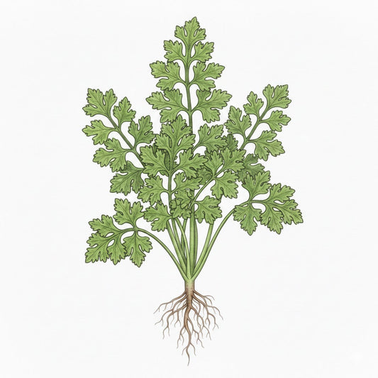 PARSLEY Seeds, Plain