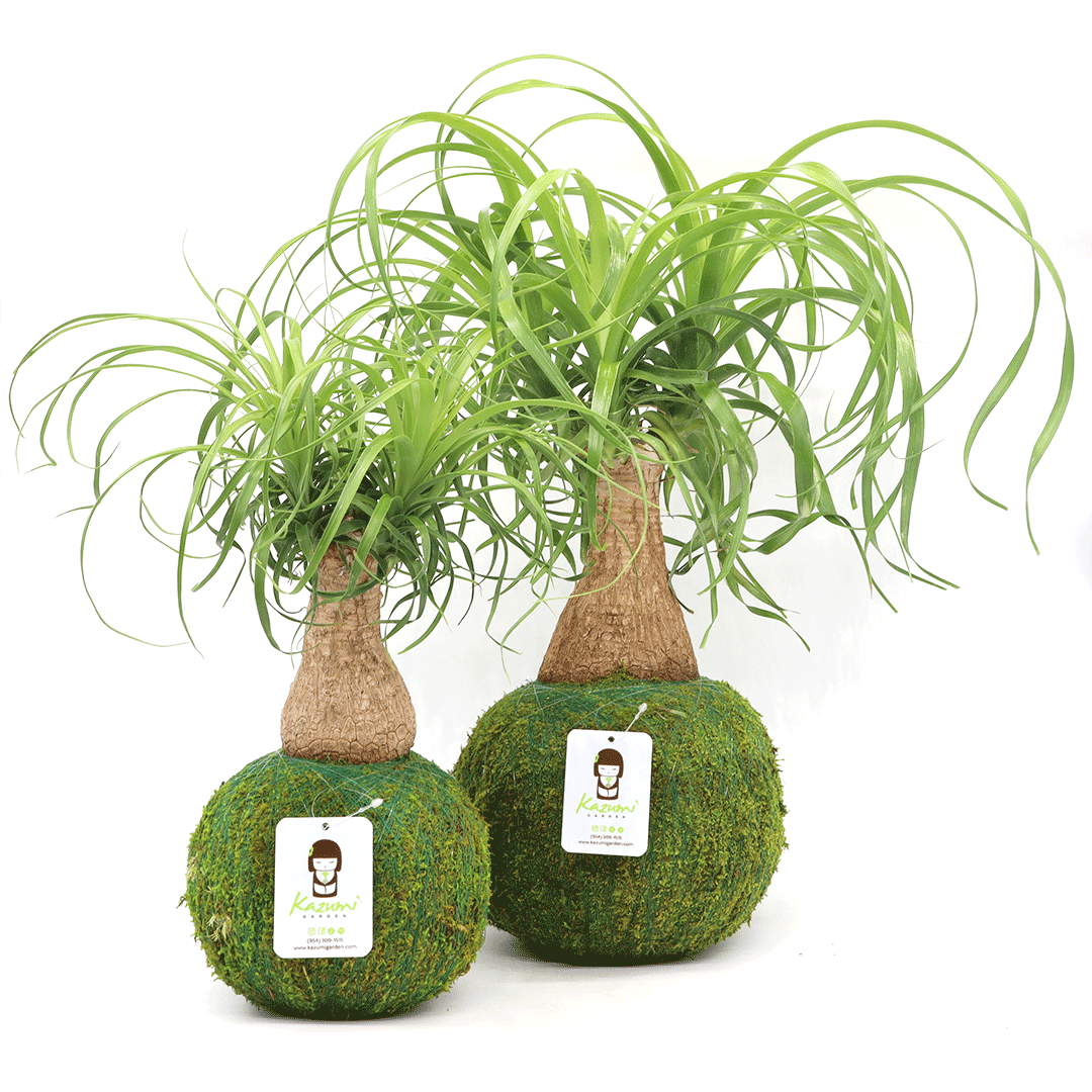 Ponytail Palm | Moss Ball Kokedamas