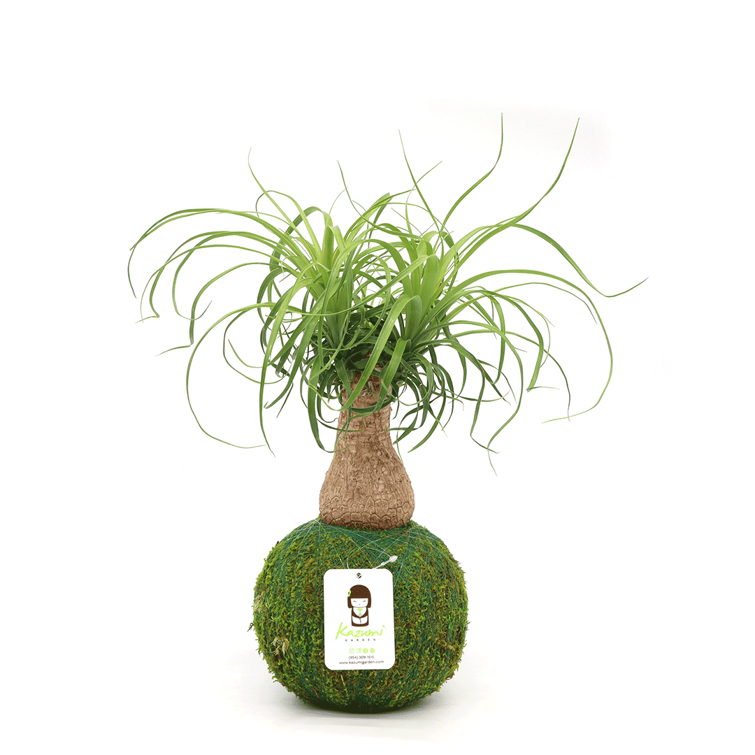 Ponytail Palm | Moss Ball Kokedamas