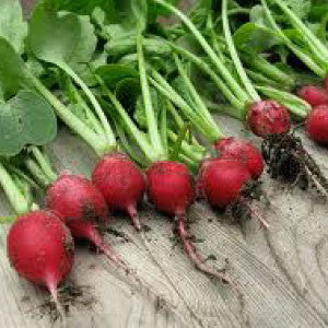 RADISH Seeds, Cherry Belle