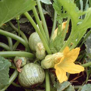 SQUASH Seeds, Zucchini Round